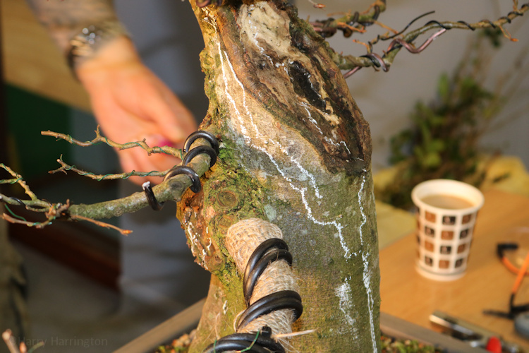 hornbeam bonsai